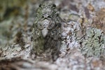 DSC_4368.JPG